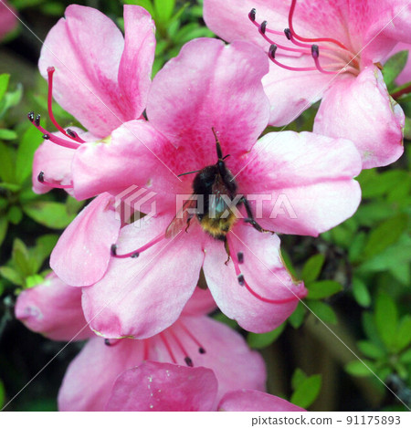 Bombus ignitus的花蜜採摘③ 91175893