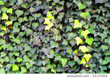 常春藤植物牆體綠化景觀 常春藤植物牆體綠化景觀 91175904