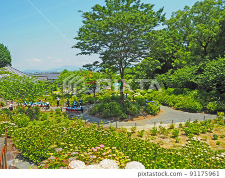 福岡縣久留米市的繡球花寺外都州龍鄉寺 福岡縣久留米市的繡球花寺外都州龍鄉寺 91175961