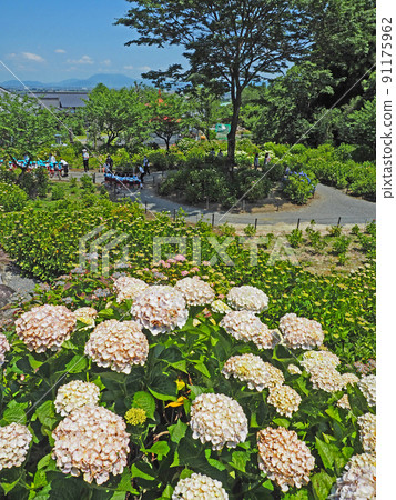 福岡縣久留米市的繡球花寺外都州龍鄉寺 福岡縣久留米市的繡球花寺外都州龍鄉寺 91175962