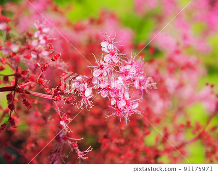 Spirea japonica, a deciduous shrub with small crimson flowers Spirea japonica, a deciduous shrub with small crimson flowers 91175971
