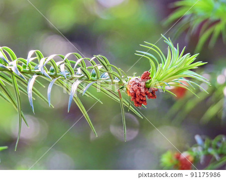 Chinese fir with deciduous Takagi Yuka of Taxodiaceae Chinese fir with deciduous Takagi Yuka of Taxodiaceae 91175986