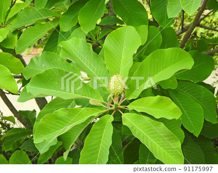 Magnolia obovata, a deciduous tree with fruits in large, ring-shaped leaves 91175997