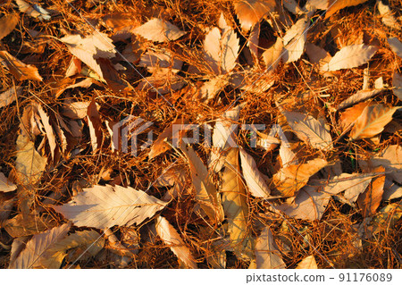 冬天的捨人公園風景（東京都足立區） 91176089