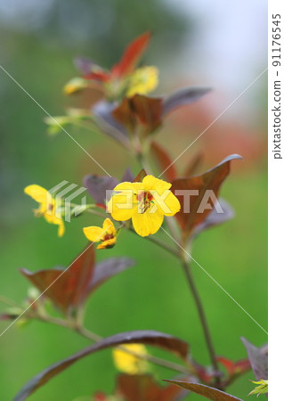 Red leaves and yellow flowers of Loosestrifes lysima Red leaves and yellow flowers of Loosestrifes lysima 91176545