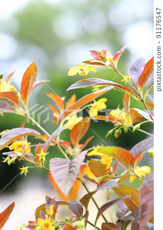 Loosestrifes lysima 的紅葉和黃花 Loosestrifes lysima 的紅葉和黃花 91176547
