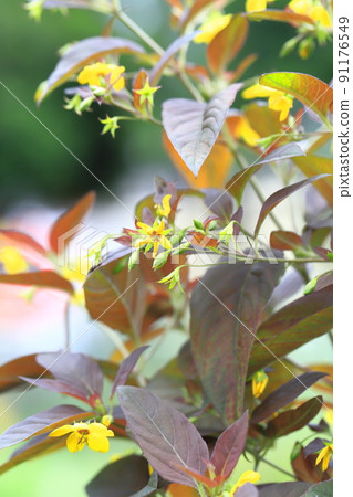 Red leaves and yellow flowers of Loosestrifes lysima Red leaves and yellow flowers of Loosestrifes lysima 91176549