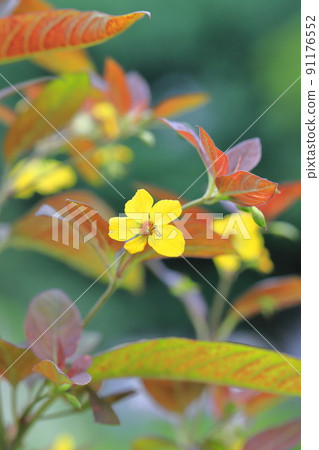 Red leaves and yellow flowers of Loosestrifes lysima 91176552