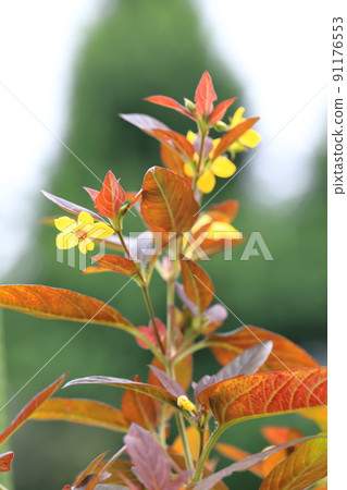 Red leaves and yellow flowers of Loosestrifes lysima Red leaves and yellow flowers of Loosestrifes lysima 91176553