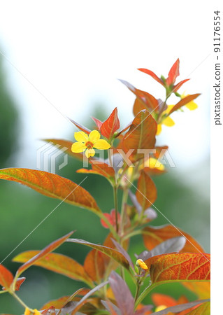 Red leaves and yellow flowers of Loosestrifes lysima 91176554