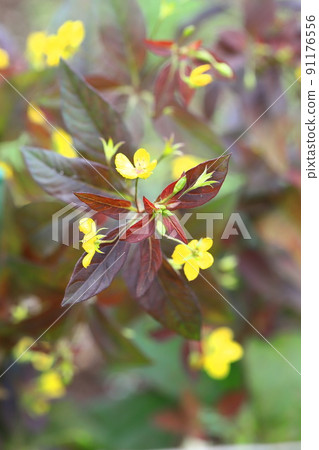 Red leaves and yellow flowers of Loosestrifes lysima Red leaves and yellow flowers of Loosestrifes lysima 91176556