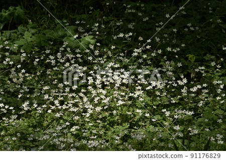 The white flowers of the flaccid anemone, also known as the spring fairy, brighten the forest. 91176829