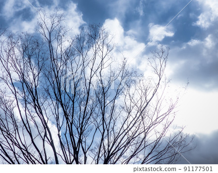 At Chausuyama Park in winter, Otsu City, Shiga Prefecture 91177501