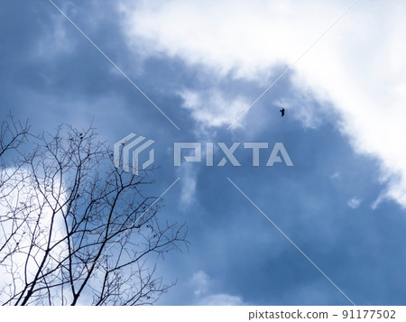At Chausuyama Park in winter, Otsu City, Shiga Prefecture 91177502