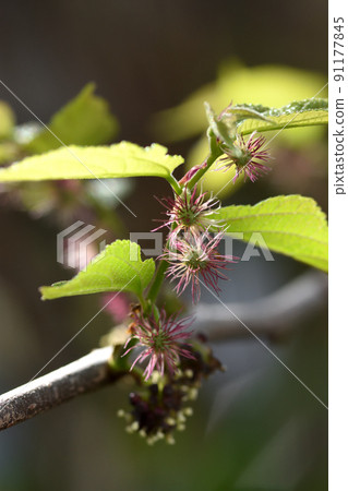 The female flower of Kozo, which was also used as a material for Japanese paper, has a filamentous style and looks like a sea anemone. The female flower of Kozo, which was also used as a material for Japanese paper, has a filamentous style and looks like a sea anemone. 91177845