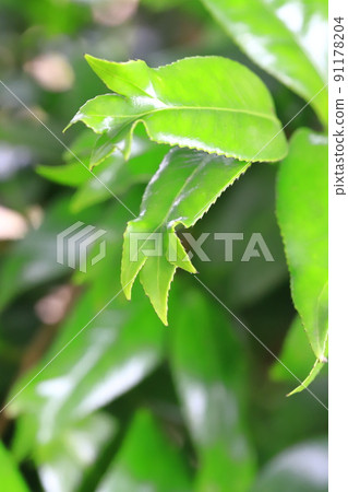 Young leaves of goldfish camellia with three split leaf tips 91178204