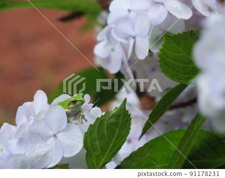 White hydrangea and tree frog White hydrangea and tree frog 91178231