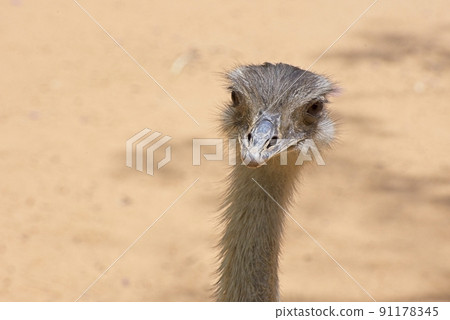 Front view of an ostrich. The concept for fear, ignoring, alertness, and attention Front view of an ostrich. The concept for fear, ignoring, alertness, and attention 91178345