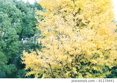 Ginkgo tree Ginkgo tree 91178441