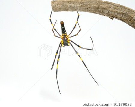 Nephila pilipes 試圖用一根線掛在一根棍子上 91179082