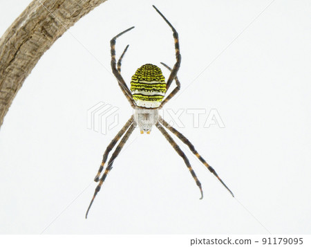 用線懸在空中的雌性 Argiope amoena 91179095