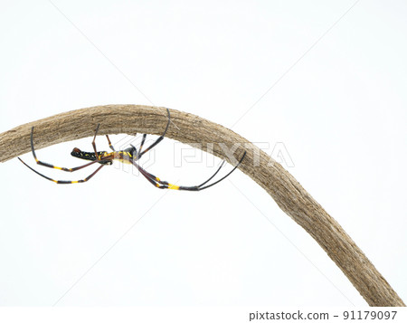 Nephila pilipes hiding on the other side of the tree 91179097