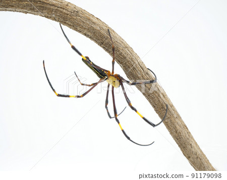 Nephila pilipes clinging to the back of a branch Nephila pilipes clinging to the back of a branch 91179098