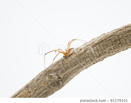 Male Nephila pilipes on a tree 91179101