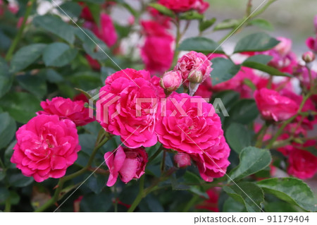 春天在日本公園盛開的深粉色玫瑰 91179404