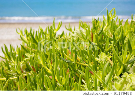 Vivid wild salsola komarovii that grows on the sea and beach (Kyonan Town, Chiba Prefecture) 91179498