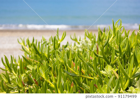 Bright wild salsola komarovii that shines on the sea and beach (Kyonan Town, Chiba Prefecture) Bright wild salsola komarovii that shines on the sea and beach (Kyonan Town, Chiba Prefecture) 91179499