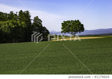 Biei's summer landscape Biei's summer landscape 91179920
