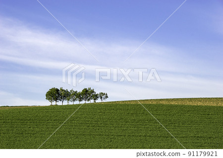 Biei's summer landscape Biei's summer landscape 91179921
