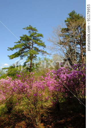 Mitsubatsuji and pine trees on the mountaintop [Tsukui, Sagamihara City, April] 91179955