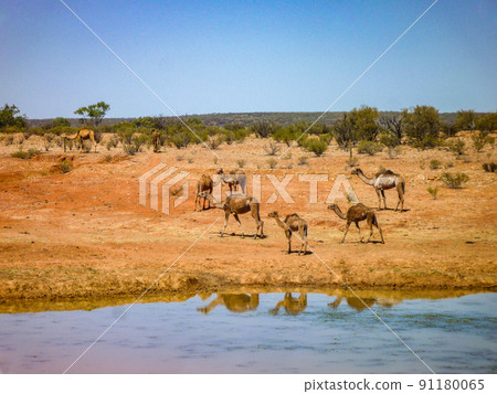 Uluru, Australia Wild camel Uluru, Australia Wild camel 91180065