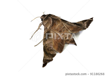 [Moth] (Depth synthesis) 91180268