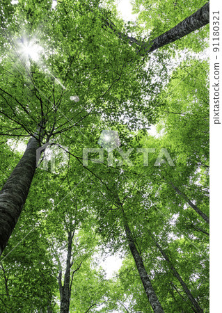 Fresh green beech forest ghost version Tottori Prefecture Hatto Furusato no Mori 91180321