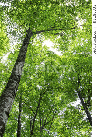 Fresh green beech forest, Tottori prefecture, Hatto hometown forest 91180332