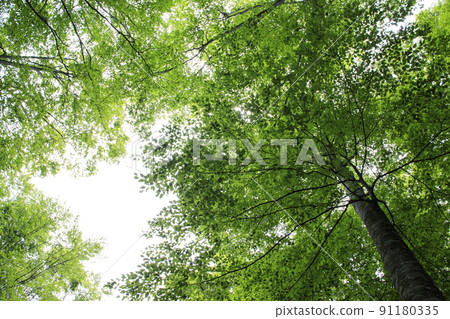 Fresh green beech forest, Tottori prefecture, Hatto hometown forest Fresh green beech forest, Tottori prefecture, Hatto hometown forest 91180335