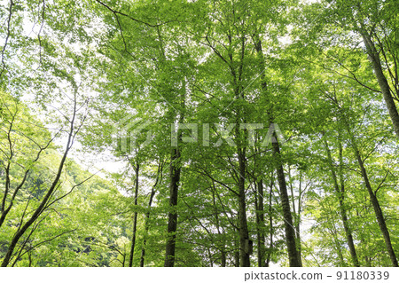 Fresh green beech forest, Tottori prefecture, Hatto hometown forest 91180339