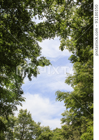 Fresh green beech forest, Tottori prefecture, Hatto hometown forest Fresh green beech forest, Tottori prefecture, Hatto hometown forest 91180350