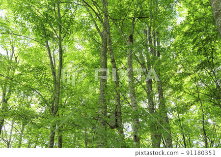 新綠山毛櫸林、鳥取縣、八戶故鄉林 新綠山毛櫸林、鳥取縣、八戶故鄉林 91180351