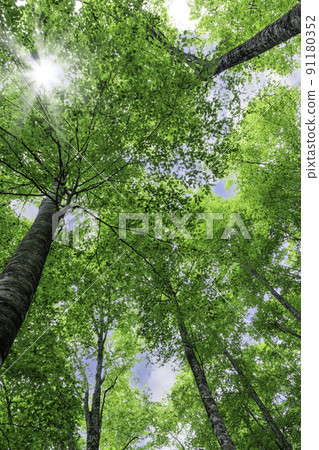 Fresh green beech forest, Tottori prefecture, Hatto hometown forest 91180352