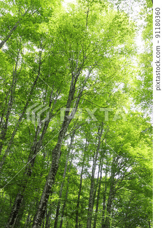 Fresh green beech forest, Tottori prefecture, Hatto hometown forest 91180360