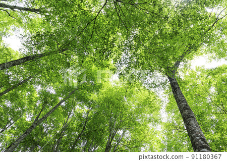 Fresh green beech forest, Tottori prefecture, Hatto hometown forest Fresh green beech forest, Tottori prefecture, Hatto hometown forest 91180367