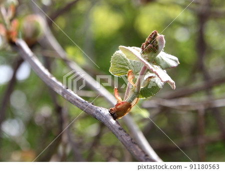 Yamabudo的萌芽 91180563