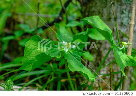 White flower Eirensou 91180600
