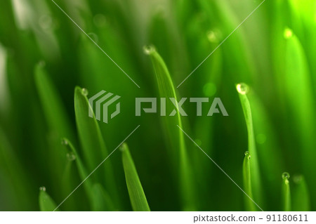 Green grass with dew drops on the tops of blades 91180611