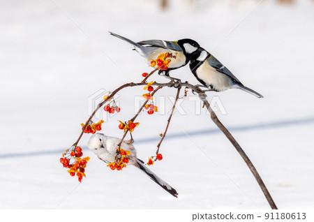 Great tit and long-tailed tit 91180613