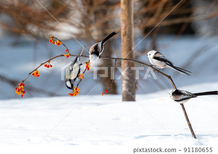 大山雀和長尾山雀 91180655